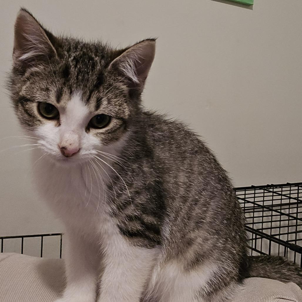 Enlarge Jacoby, a Adoptable Domestic Short Hair in Chaska, MN image 2/5