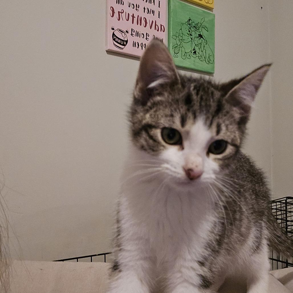 Enlarge Jacoby, a Adoptable Domestic Short Hair in Chaska, MN image 3/5