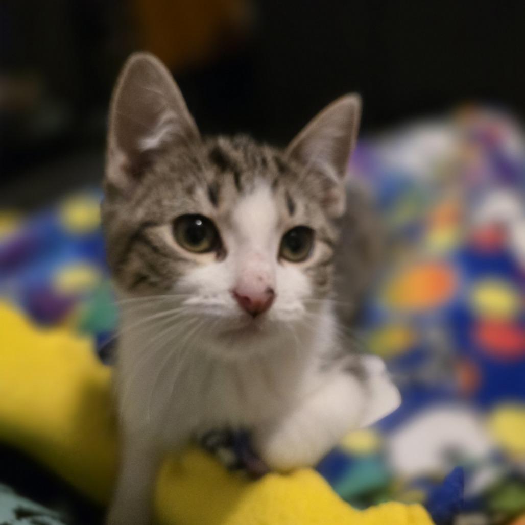 Enlarge Jacoby, a Adoptable Domestic Short Hair in Chaska, MN image 4/5
