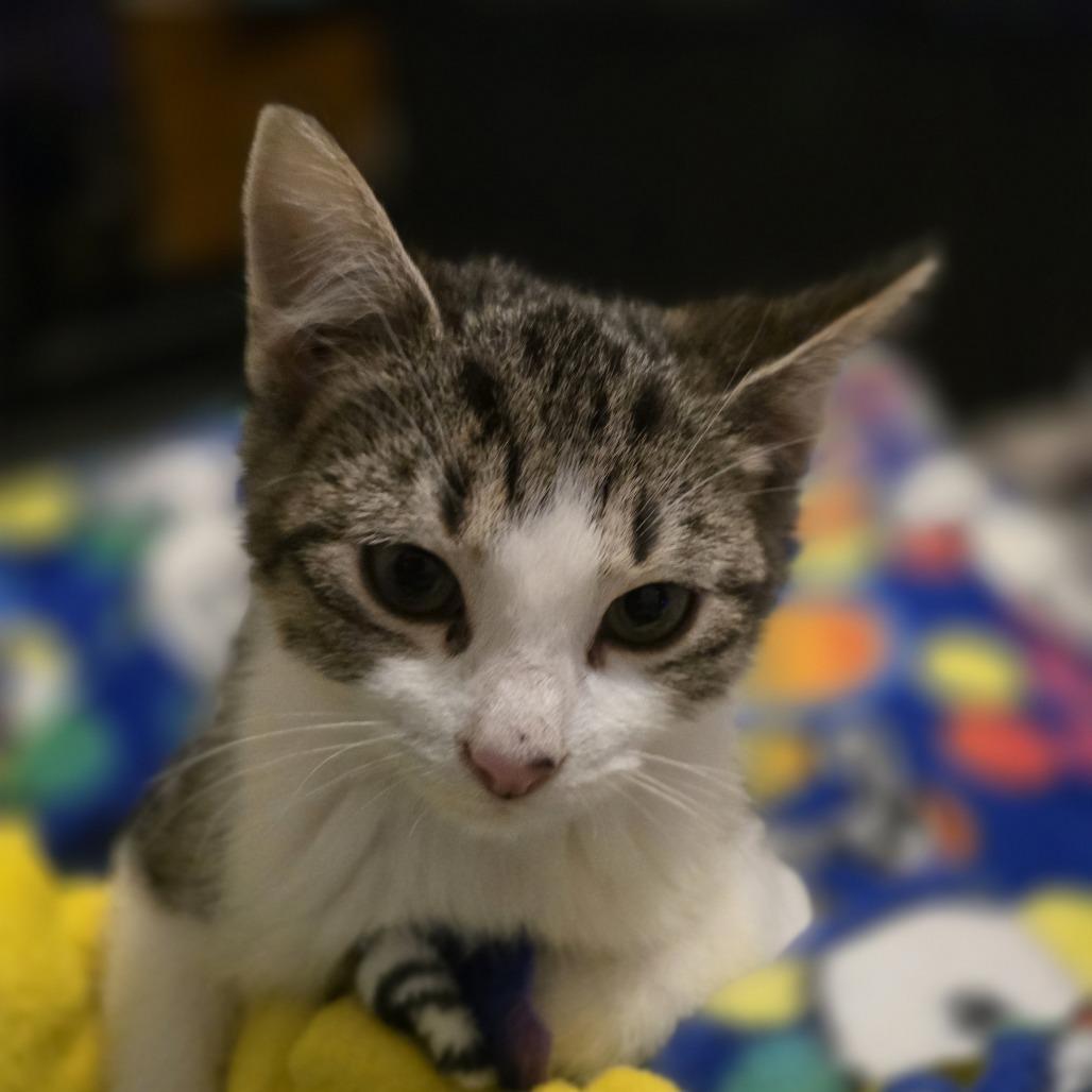 Enlarge Jacoby, a Adoptable Domestic Short Hair in Chaska, MN image 5/5