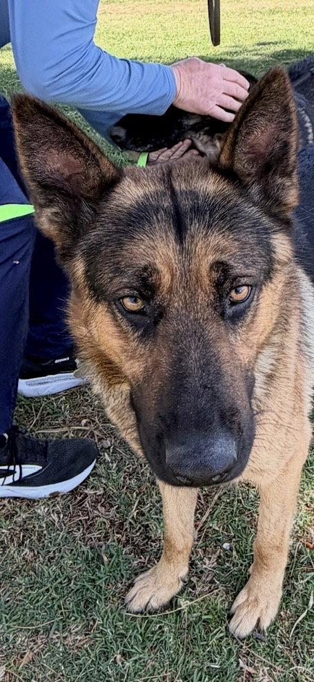 Finn, a Adoptable German Shepherd Dog in Irvine, CA image 1/3