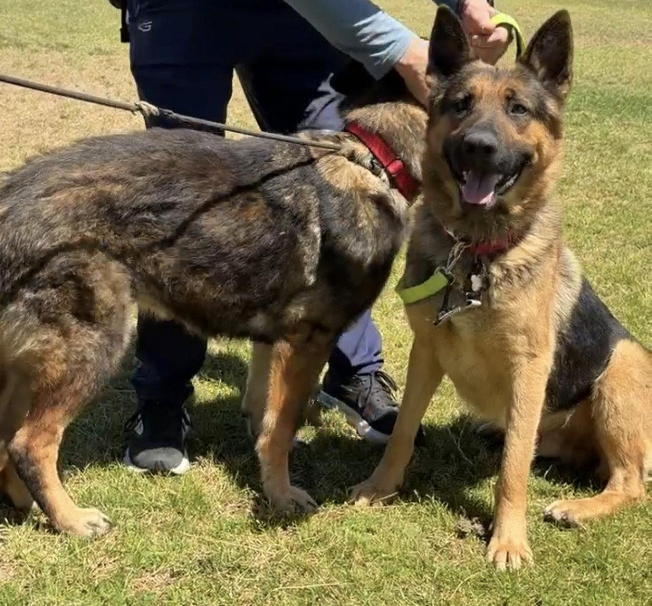 Finn, a Adoptable German Shepherd Dog in Irvine, CA image 2/3