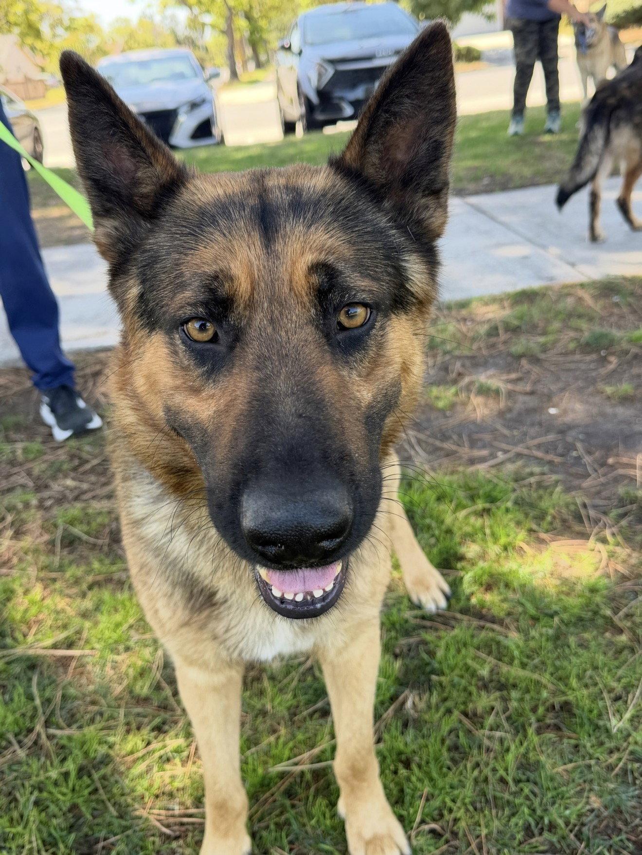 Finn, a Adoptable German Shepherd Dog in Irvine, CA image 3/3