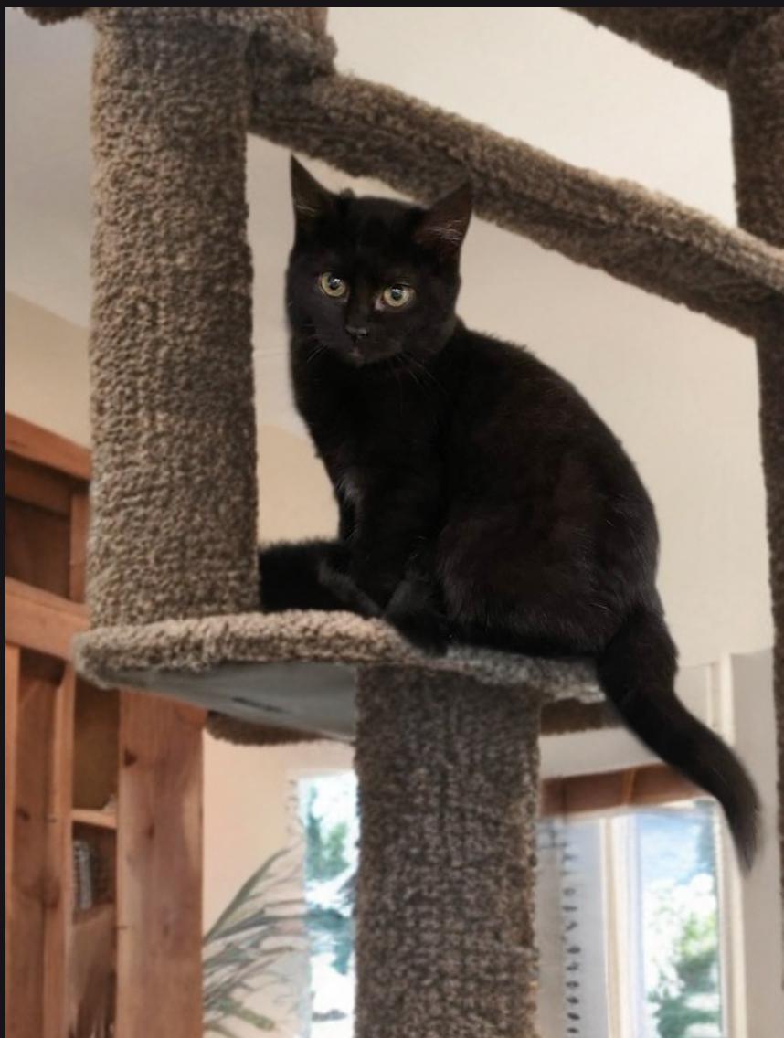 Enlarge Emilia, a Adoptable Domestic Short Hair in Calgary, AB image 1/1