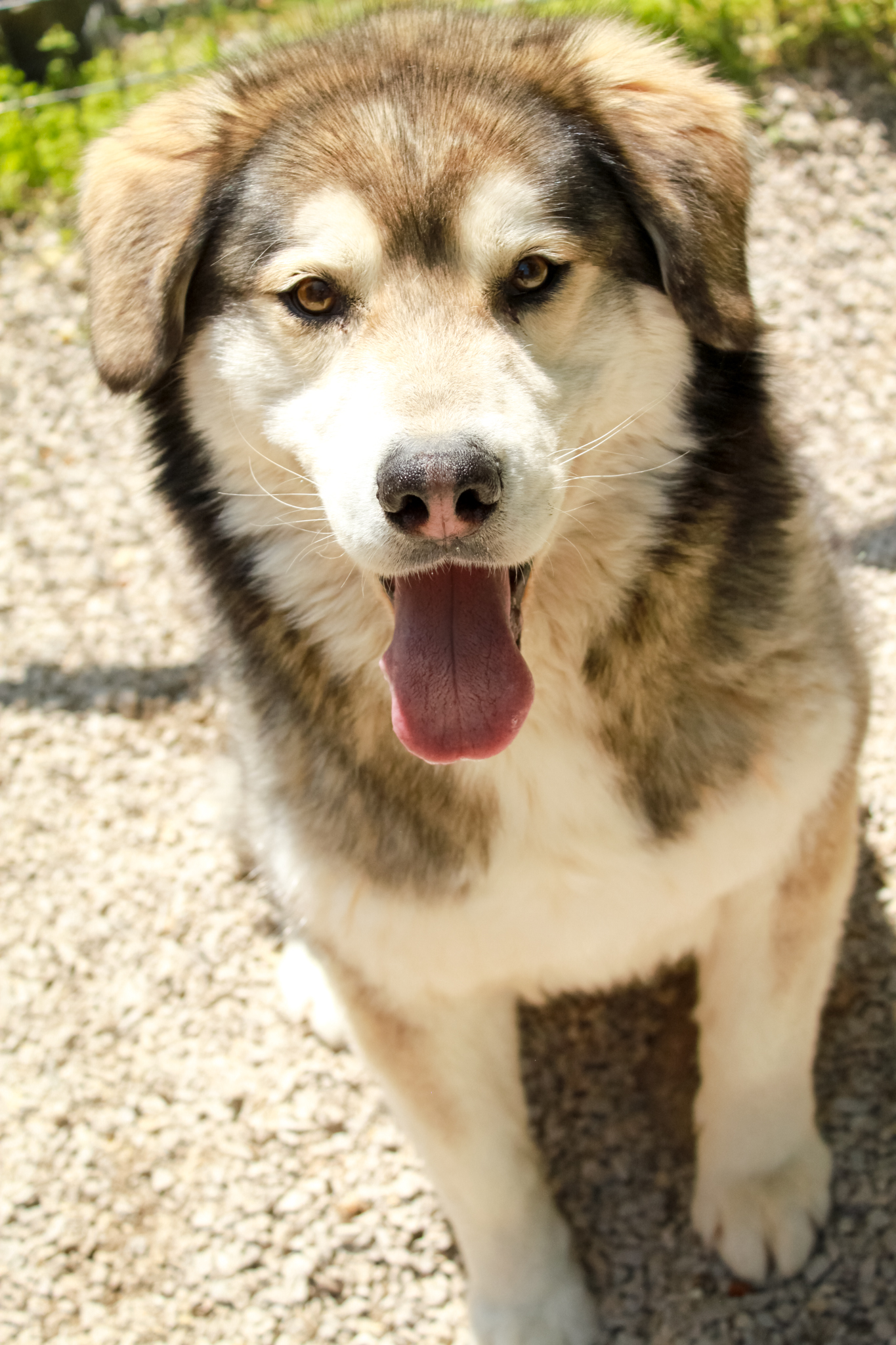 Pedro, Adoptable, Adult Male Alaskan Malamute & Siberian Husky.