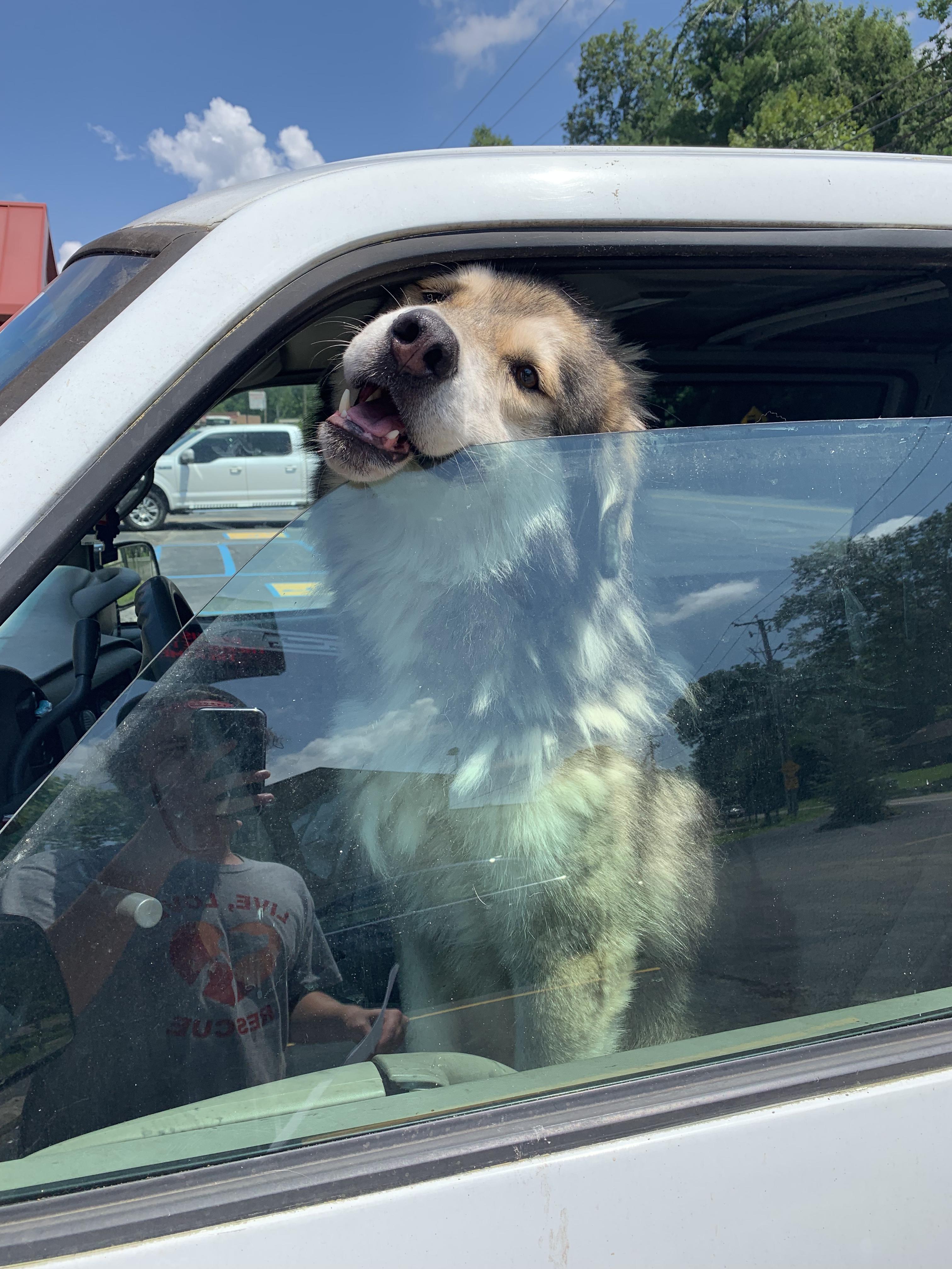 Pedro, a Adoptable mixed breed in Ona, WV image 4/5