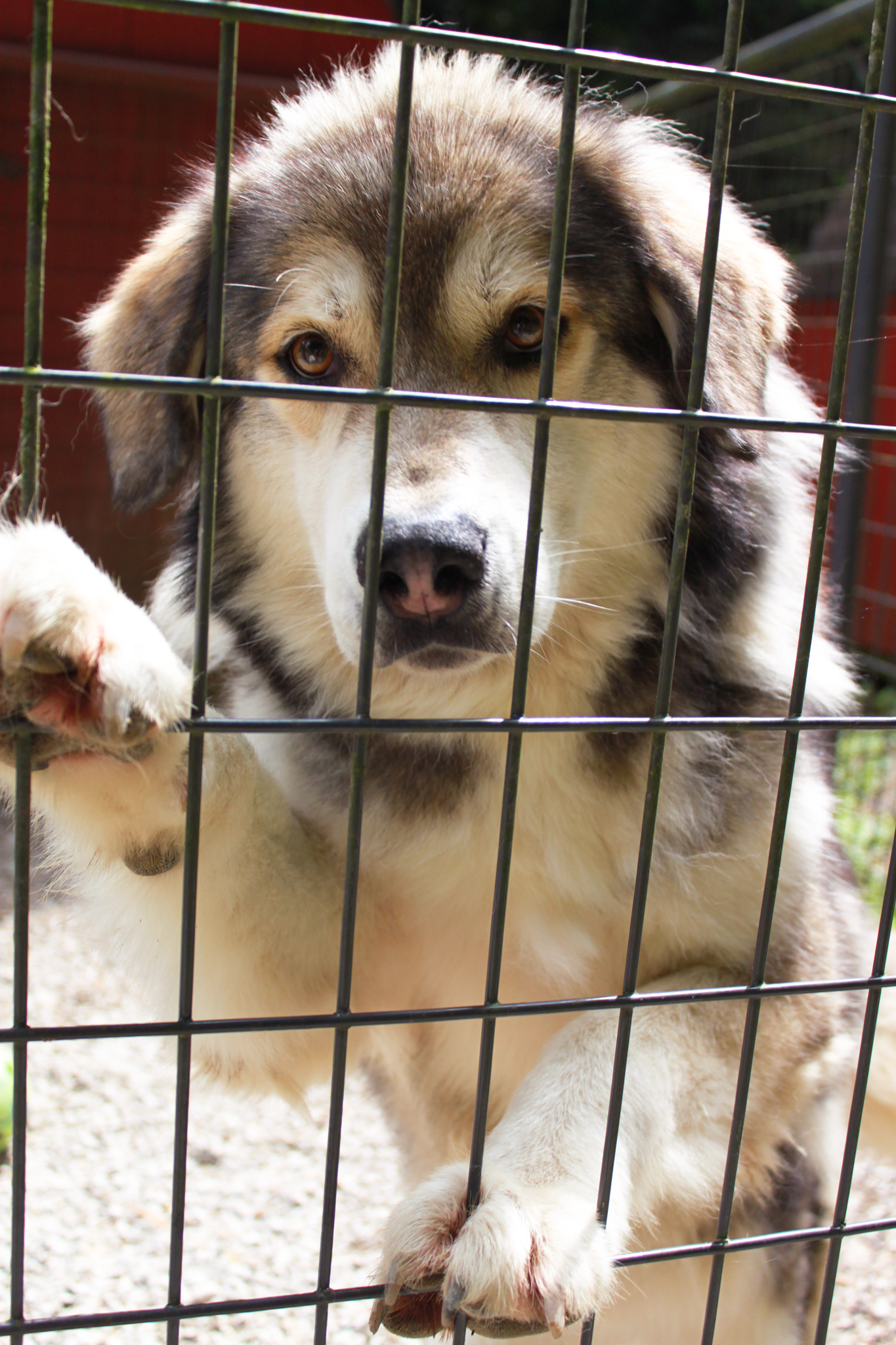 Pedro, a Adoptable mixed breed in Ona, WV image 3/5