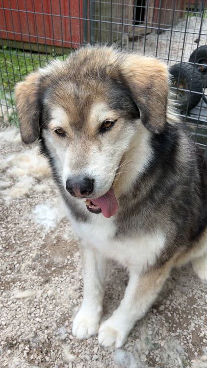 Enlarge Pedro, a Adoptable mixed breed in Ona, WV video 5/5