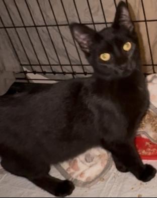 Enlarge Jessie, a Adoptable Domestic Short Hair in Evans City, PA image 1/2