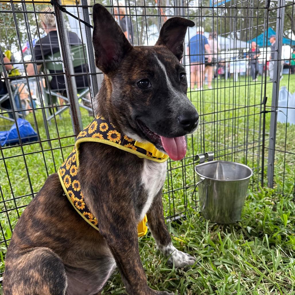 Sasha, Adoptable, Young Female Rat Terrier & Mixed Breed.