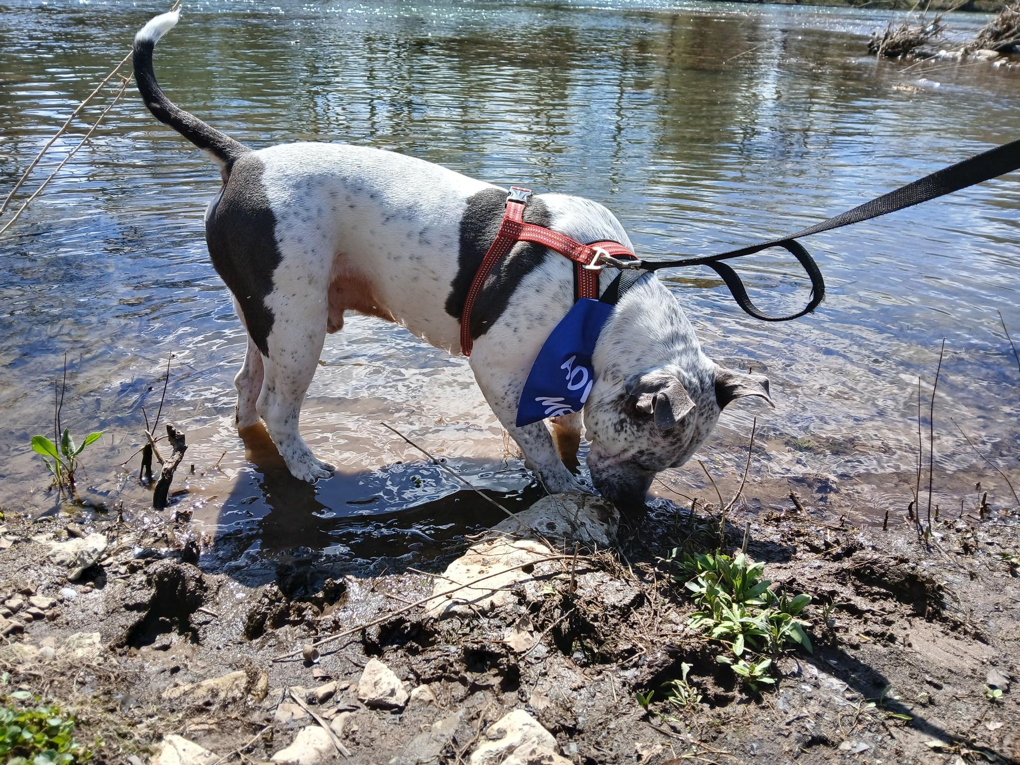 Bones, a Adoptable mixed breed in Frankfort, KY image 5/6