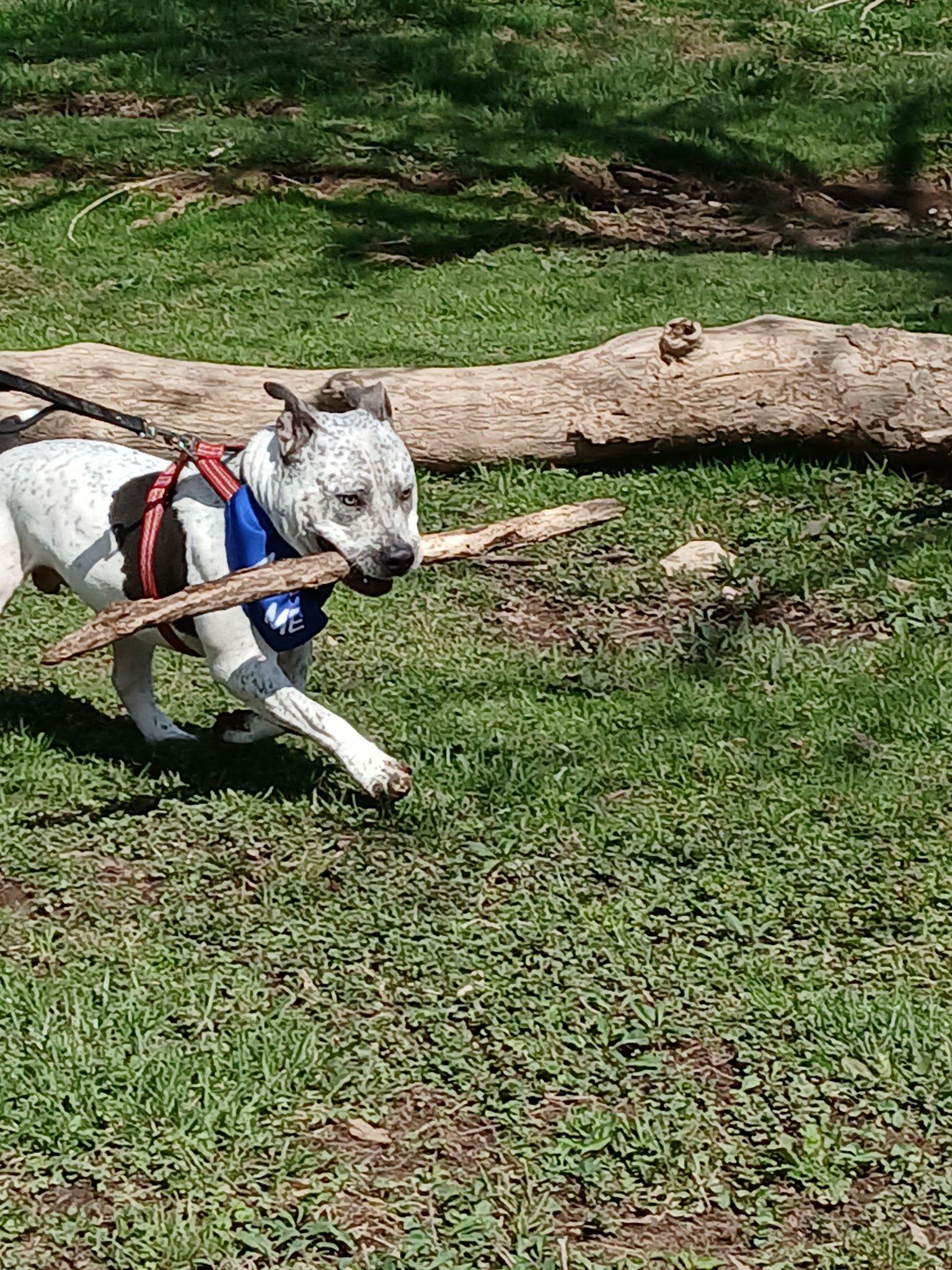 Bones, a Adoptable mixed breed in Frankfort, KY image 4/6