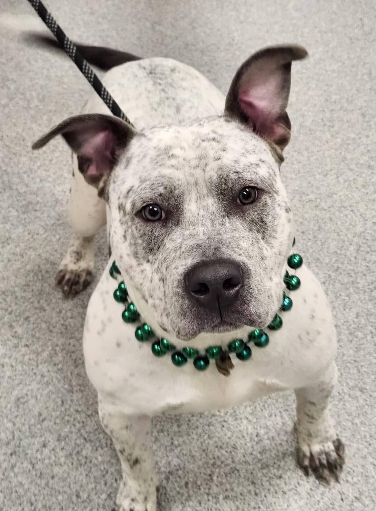 Bones, Adoptable, Adult Male Pit Bull Terrier & Mixed Breed.