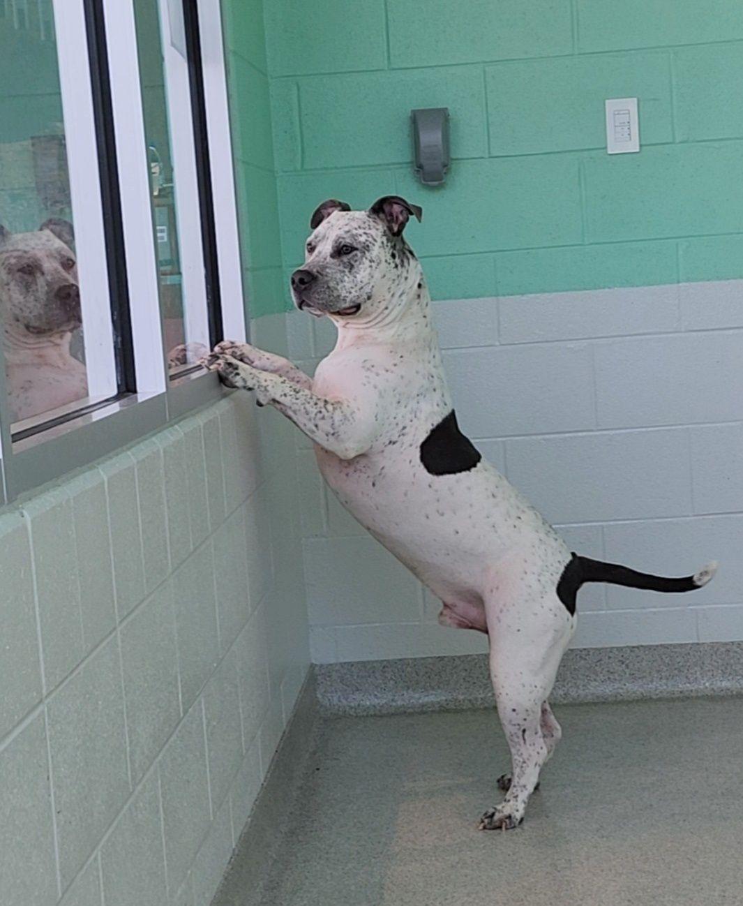 Bones, a Adoptable mixed breed in Frankfort, KY image 6/6