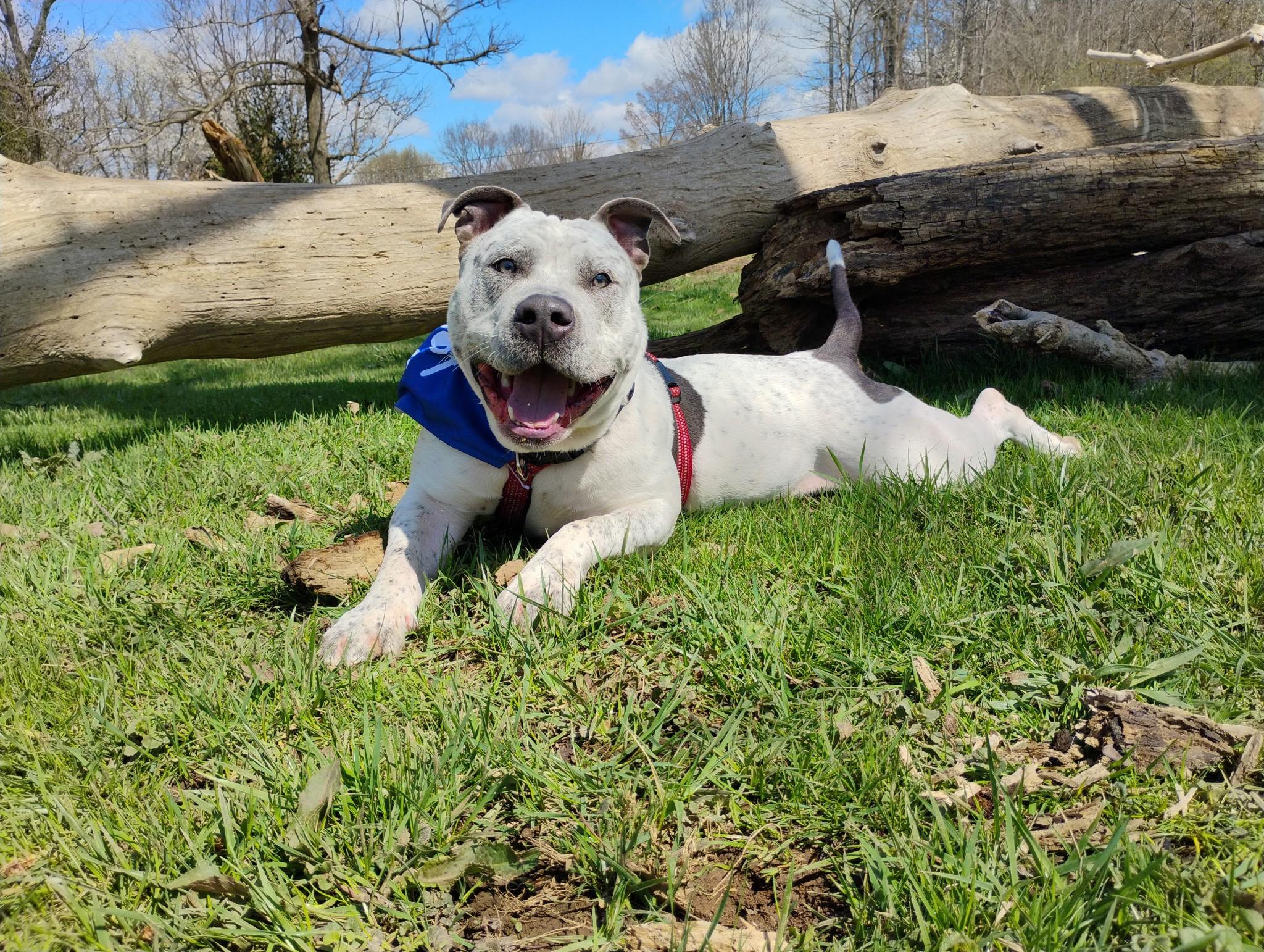 Bones, Adoptable, Adult Male Pit Bull Terrier & Mixed Breed.