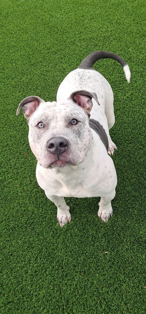 Bones, a Adoptable mixed breed in Frankfort, KY image 3/6