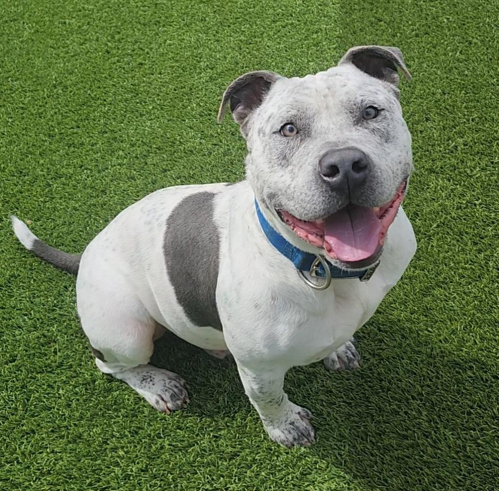 Enlarge Bones, an adopted mixed breed in Frankfort, KY image 2/6