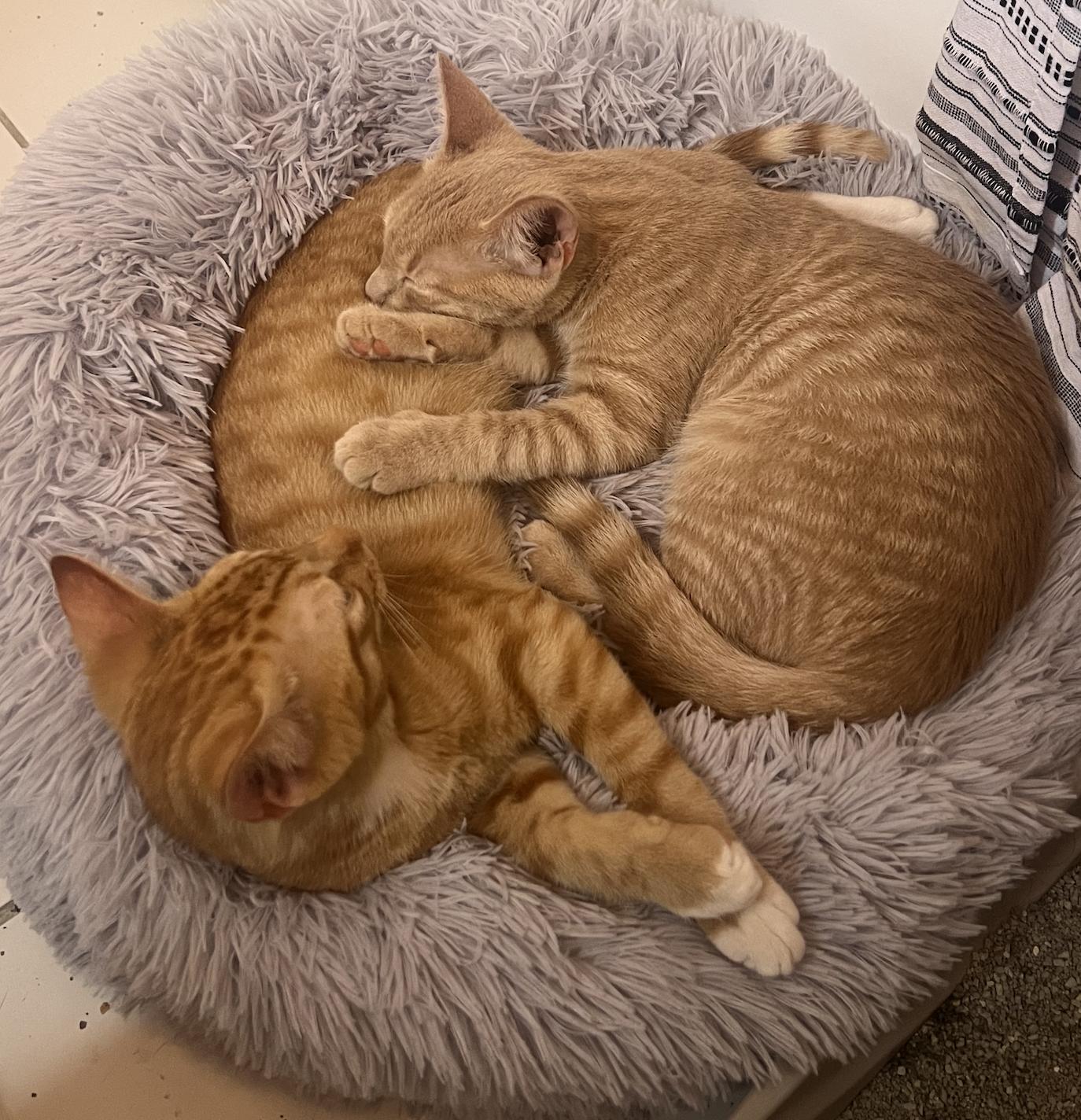 Enlarge Peaches, a Adopted Tabby in Berwyn, PA image 6/6