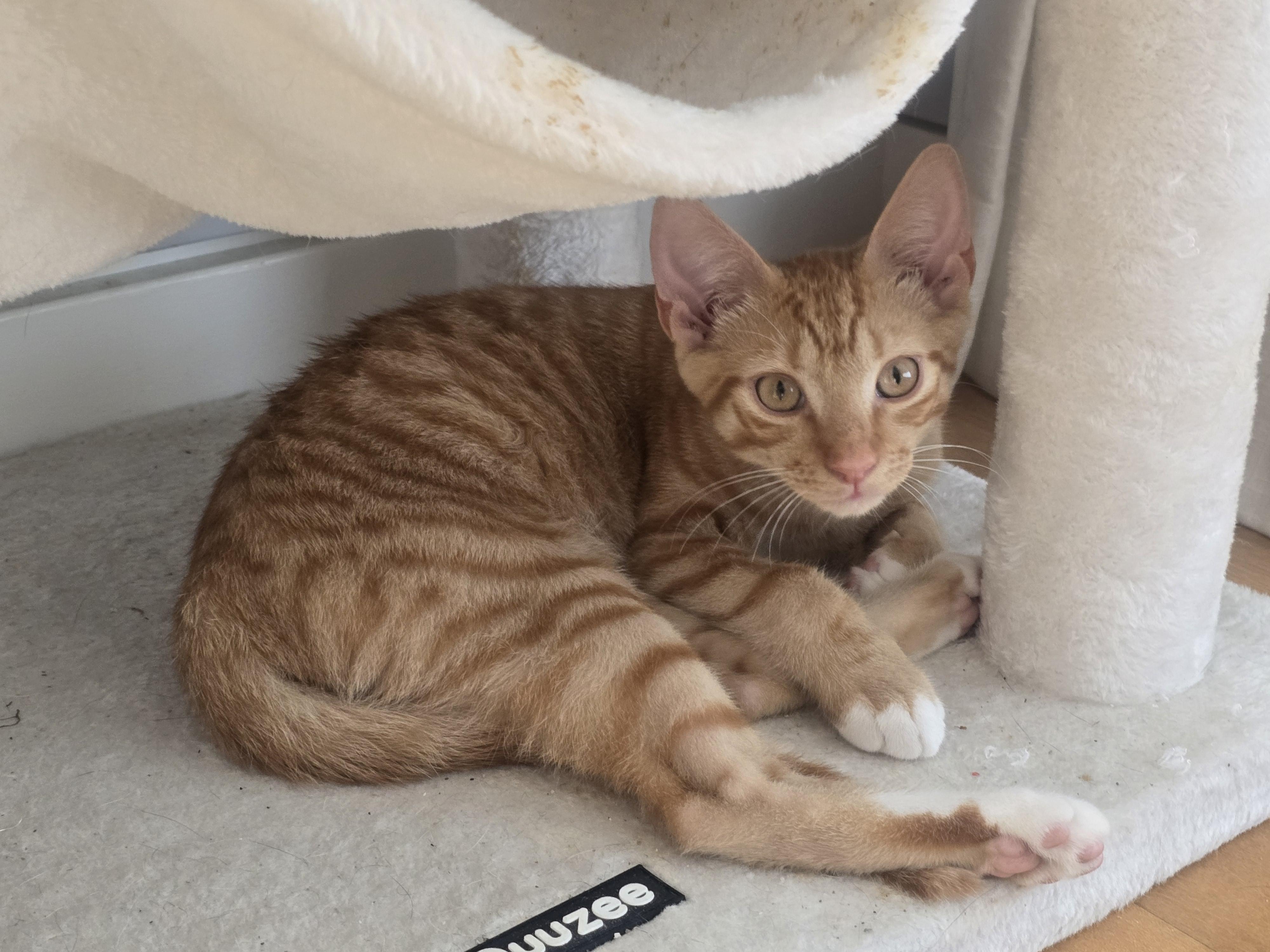 Peaches, Adopted, Kitten Male Tabby.