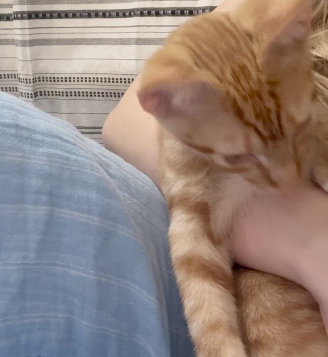 Enlarge Peaches, a Adopted Tabby in Berwyn, PA video 2/6