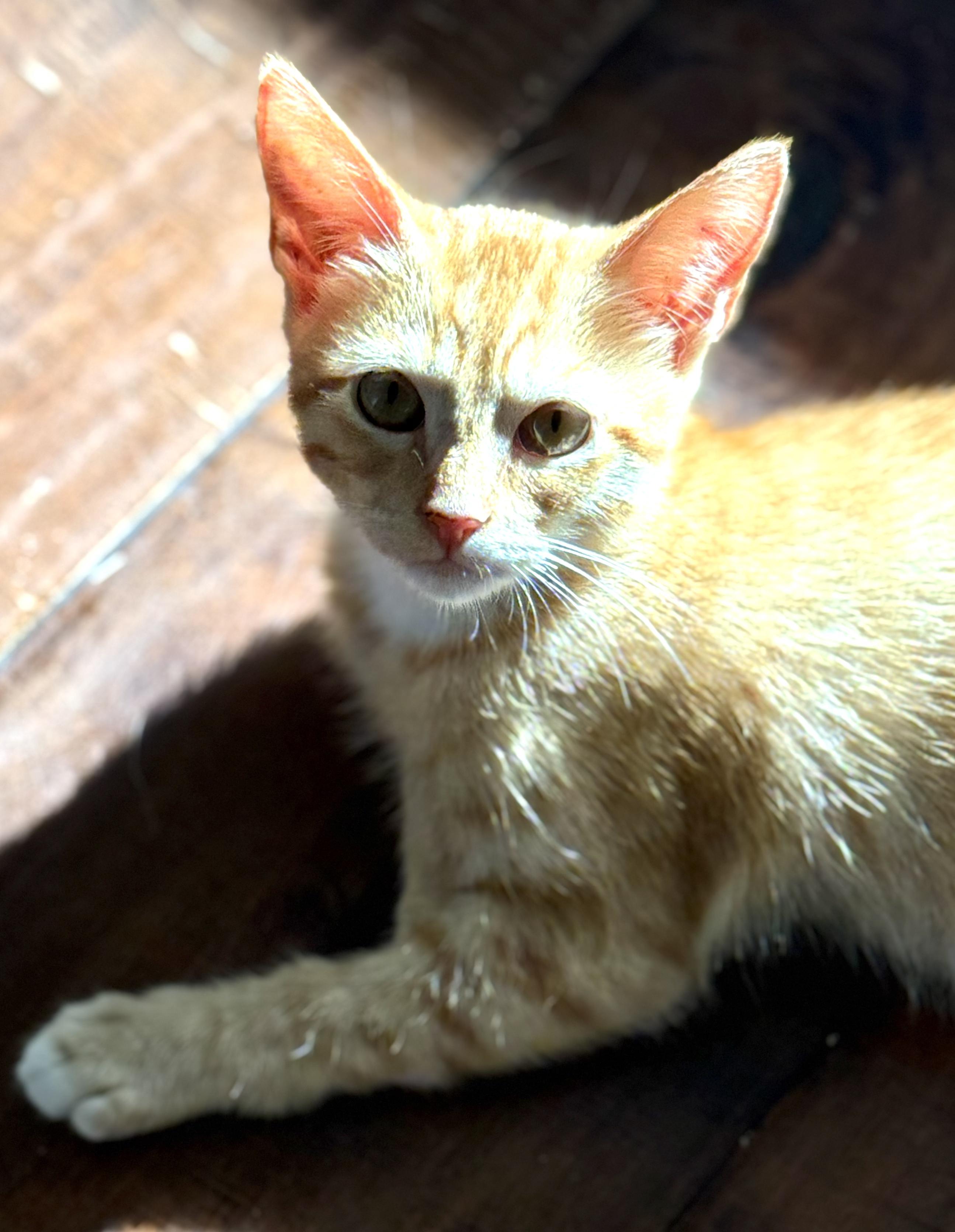 Enlarge Fin, an adopted Domestic Short Hair in Garden Grove, CA image 3/3