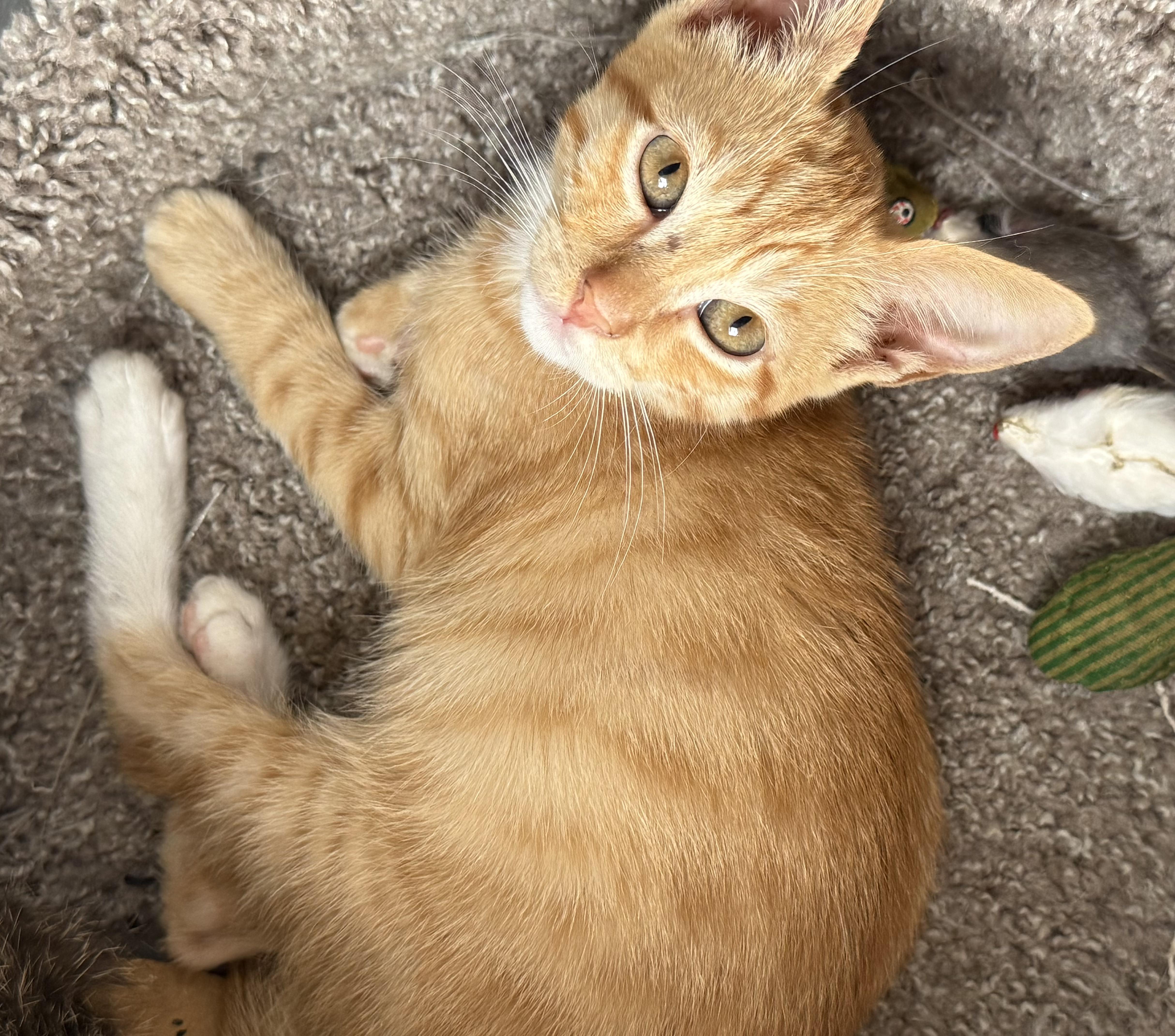 Enlarge Fin, an adopted Domestic Short Hair in Garden Grove, CA image 2/3