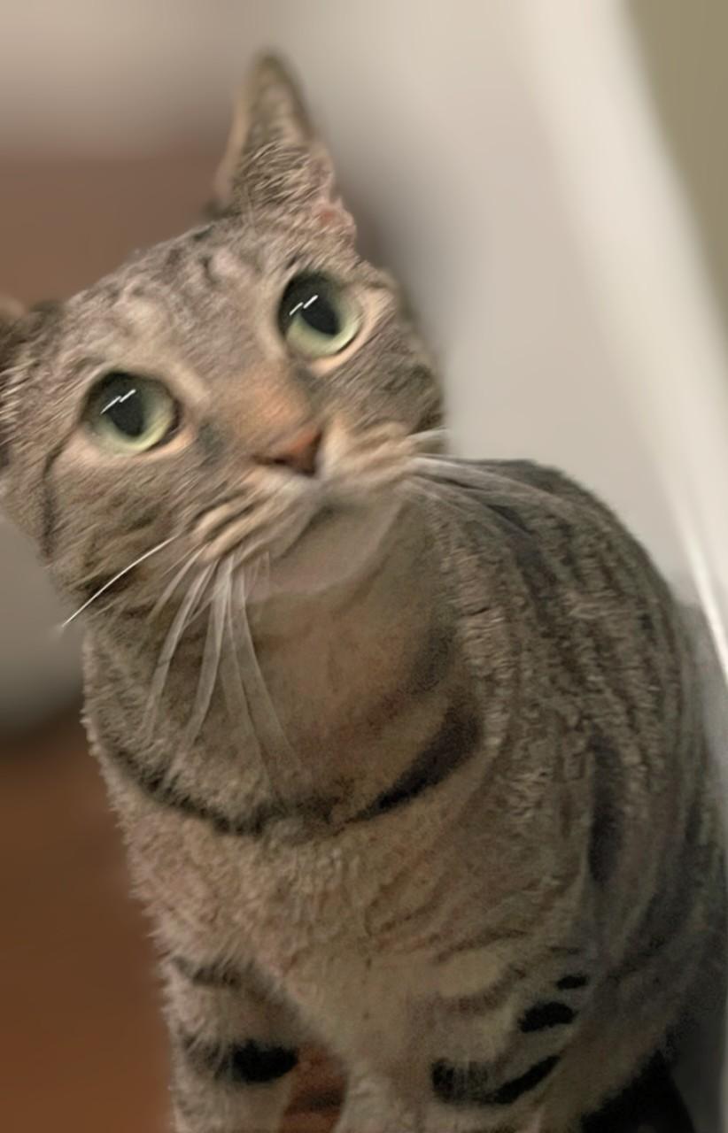 Enlarge Harley (reduced adoption fee), an adopted Domestic Short Hair in Melrose, MA image 3/4