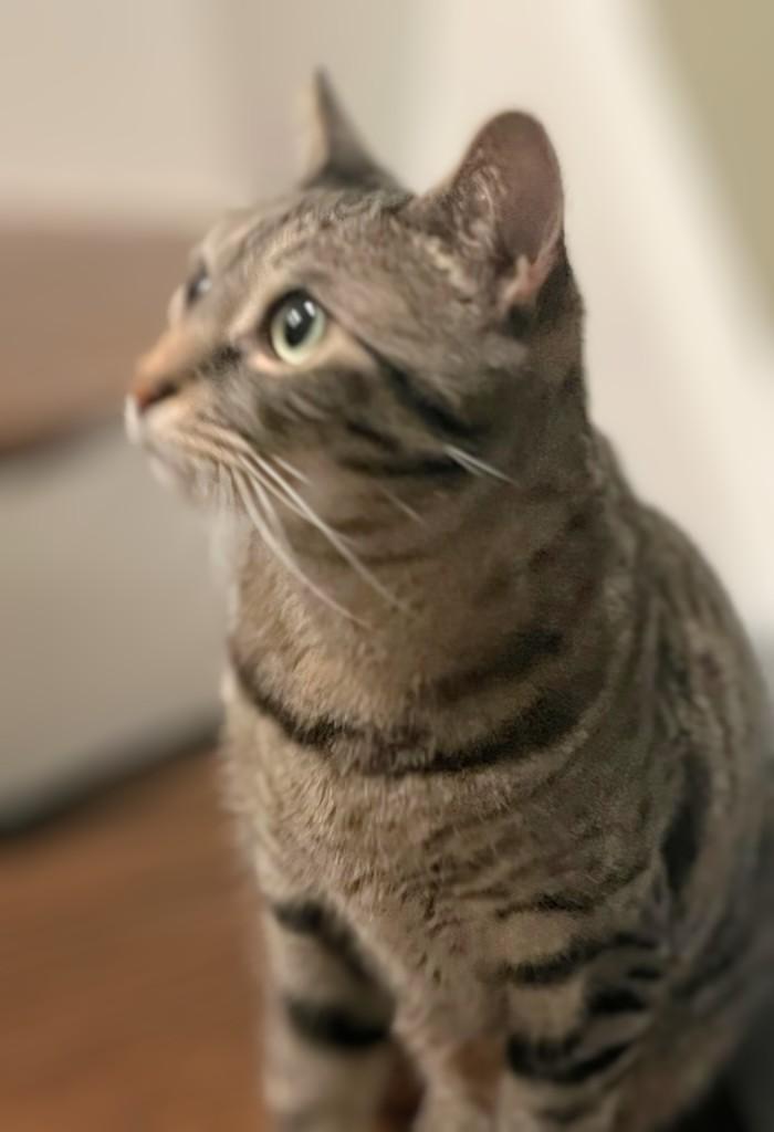 Enlarge Harley (reduced adoption fee), an adopted Domestic Short Hair in Melrose, MA image 4/4