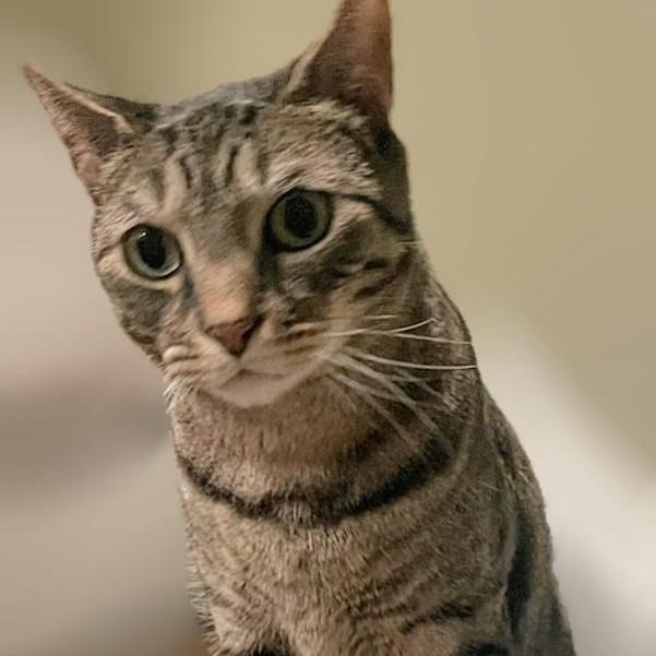 Harley (reduced adoption fee), adopted, Adult Male Domestic Short Hair.