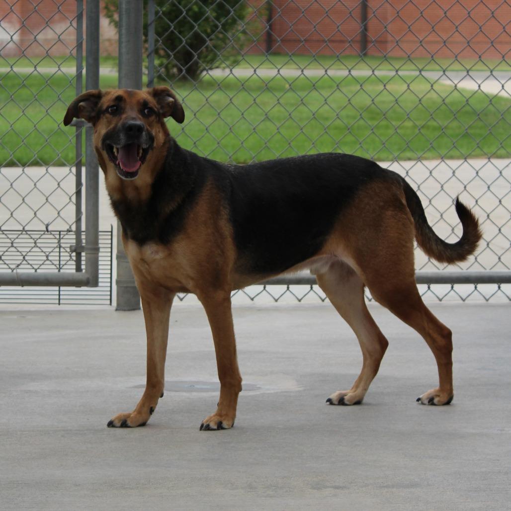 Chase, Adoptable, Adult Male German Shepherd Dog & Labrador Retriever.