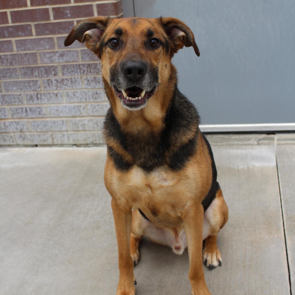 Enlarge Chase, a Adoptable mixed breed in McPherson, KS image 2/5