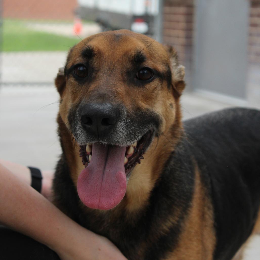 Enlarge Chase, a Adoptable mixed breed in McPherson, KS image 3/5