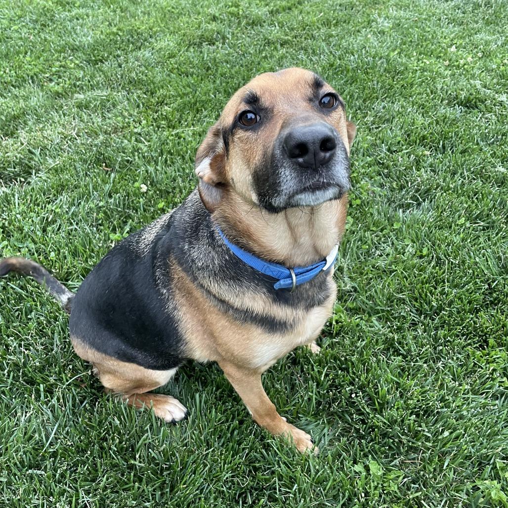 Enlarge Chase, a Adoptable mixed breed in McPherson, KS image 4/5