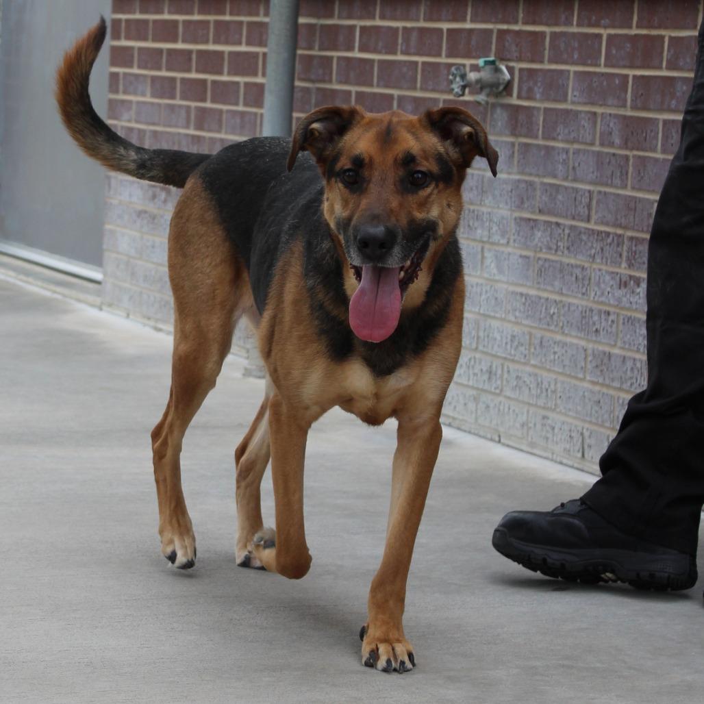 Enlarge Chase, a Adoptable mixed breed in McPherson, KS image 5/5