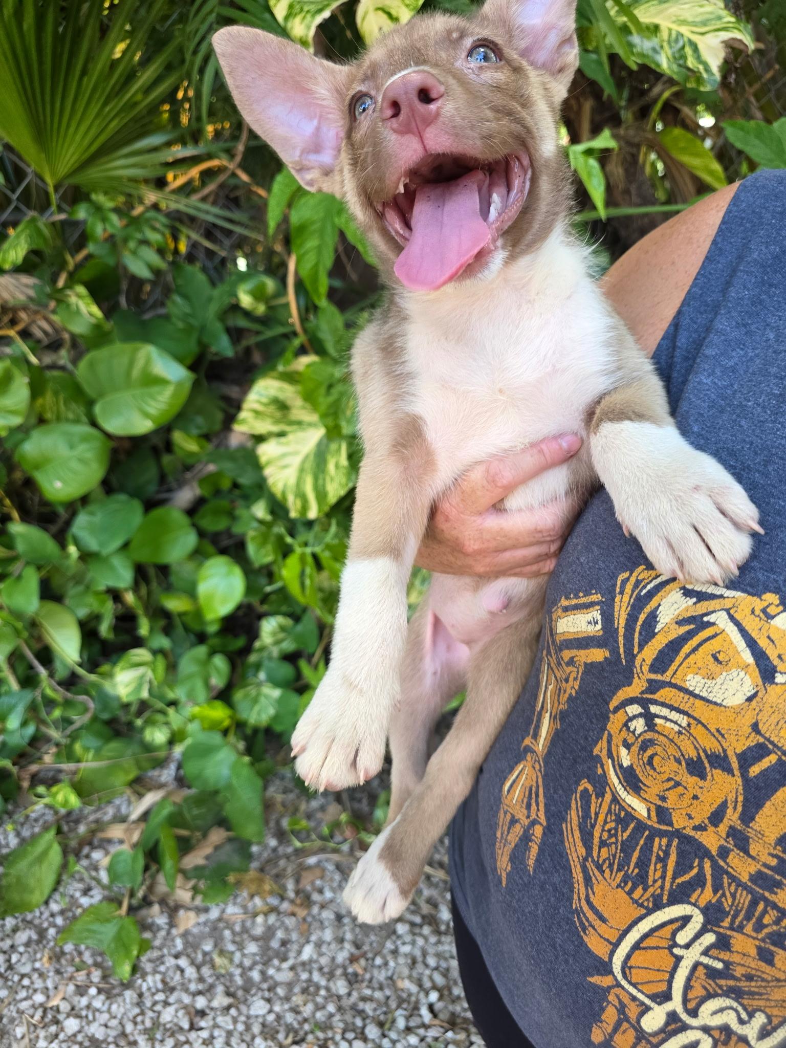 Darcy, ADOPTABLE, Puppy Female Husky & Eskimo Dog.