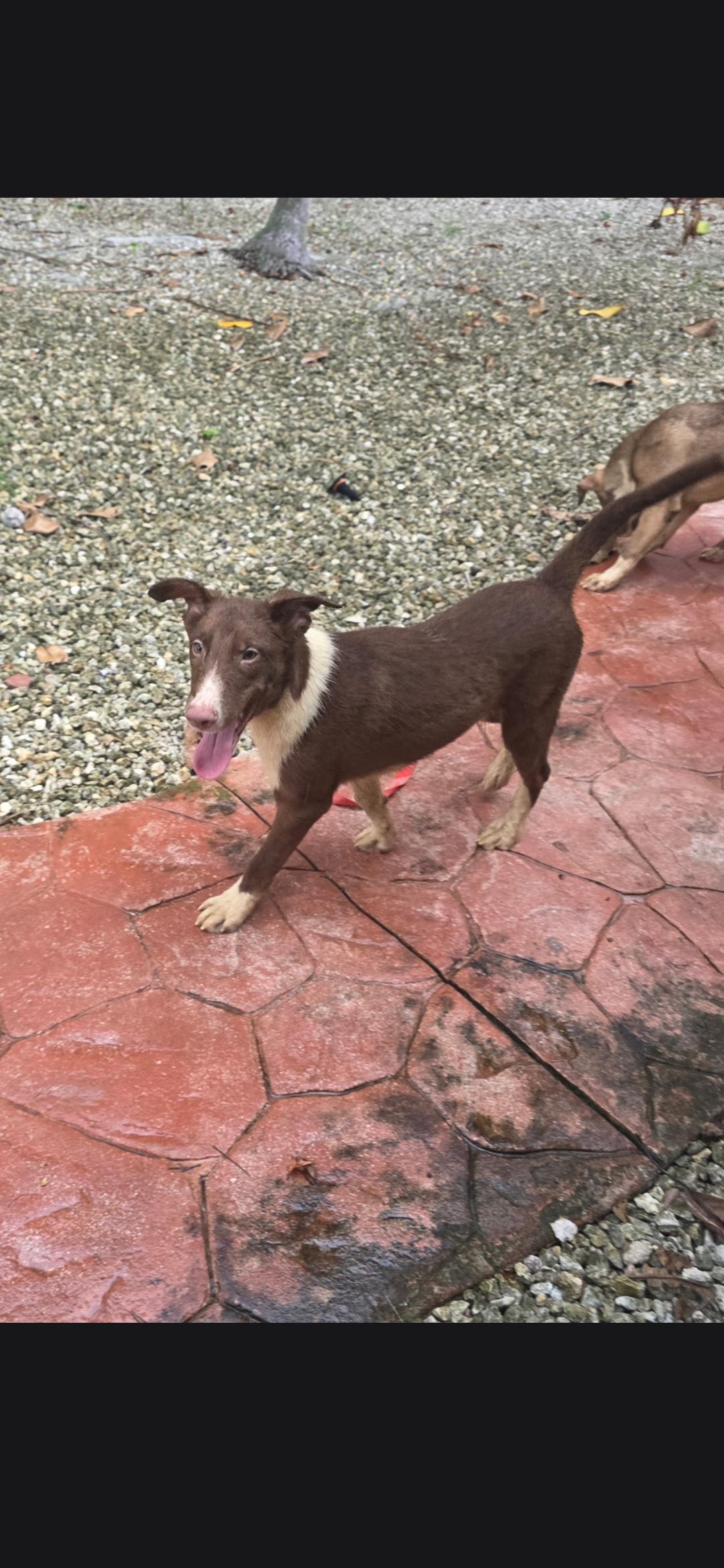 Doogie, Adoptable, Young Male Husky & Eskimo Dog.