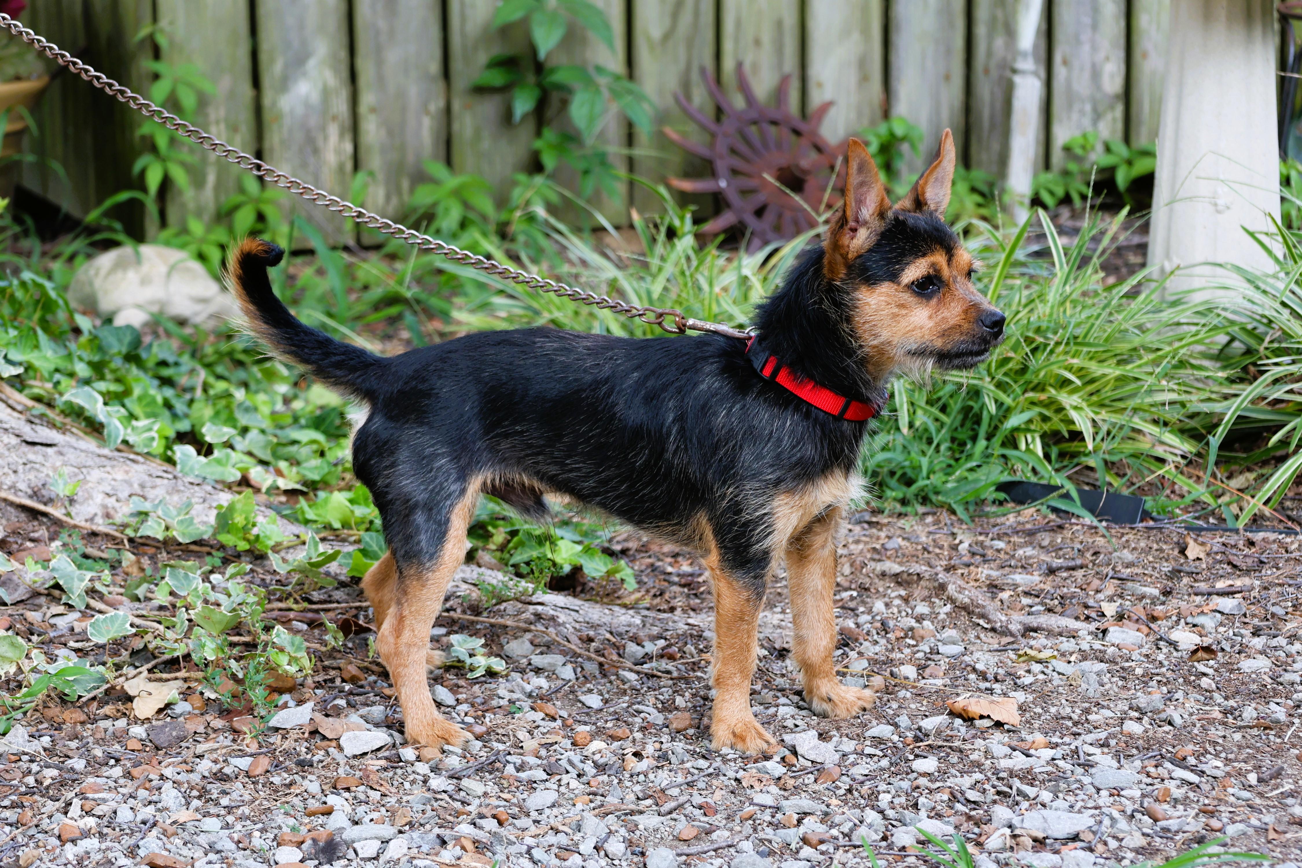 Enlarge ZEUS, a Adopted mixed breed in Humboldt, TN image 4/6