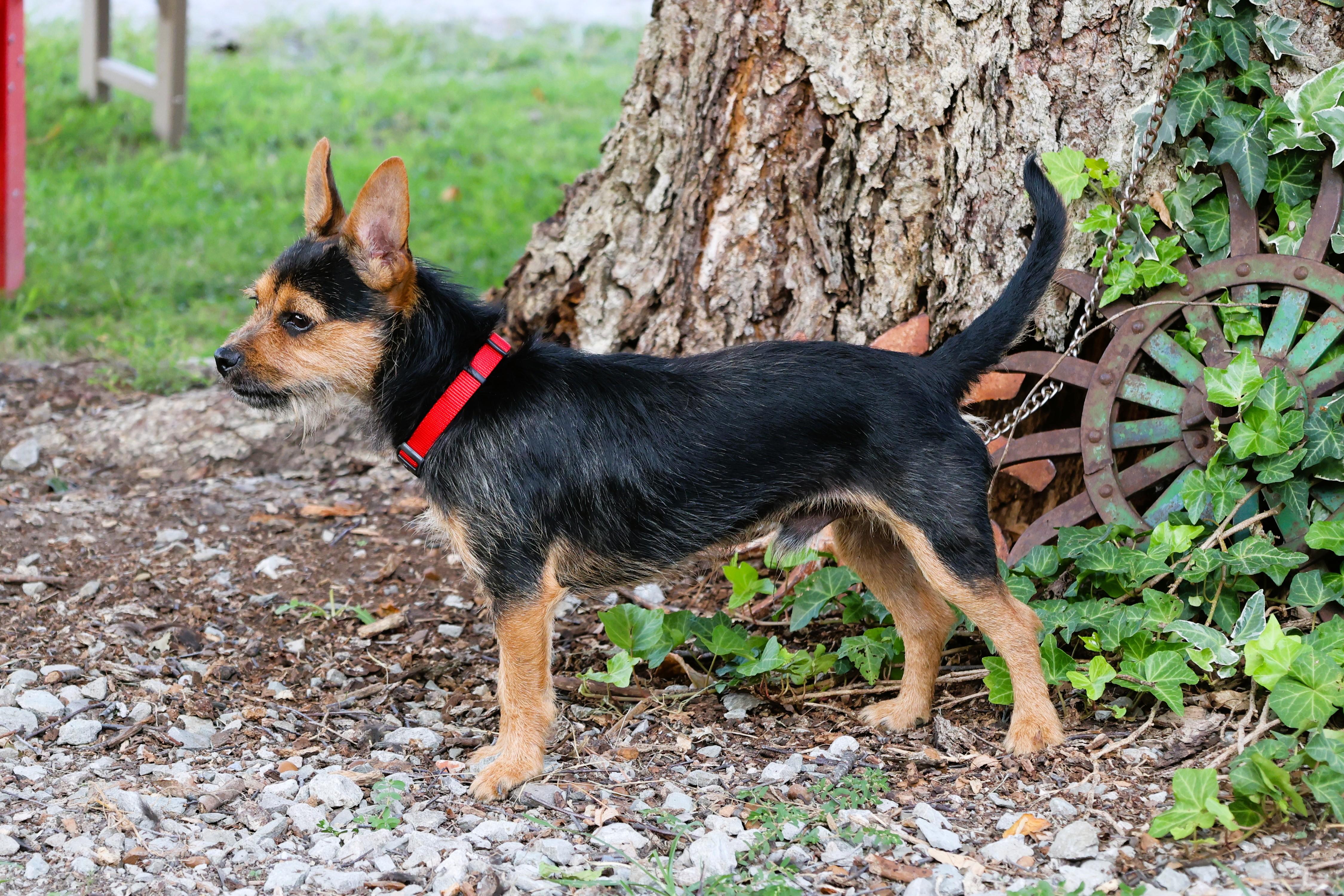 Enlarge ZEUS, a Adopted mixed breed in Humboldt, TN image 5/6