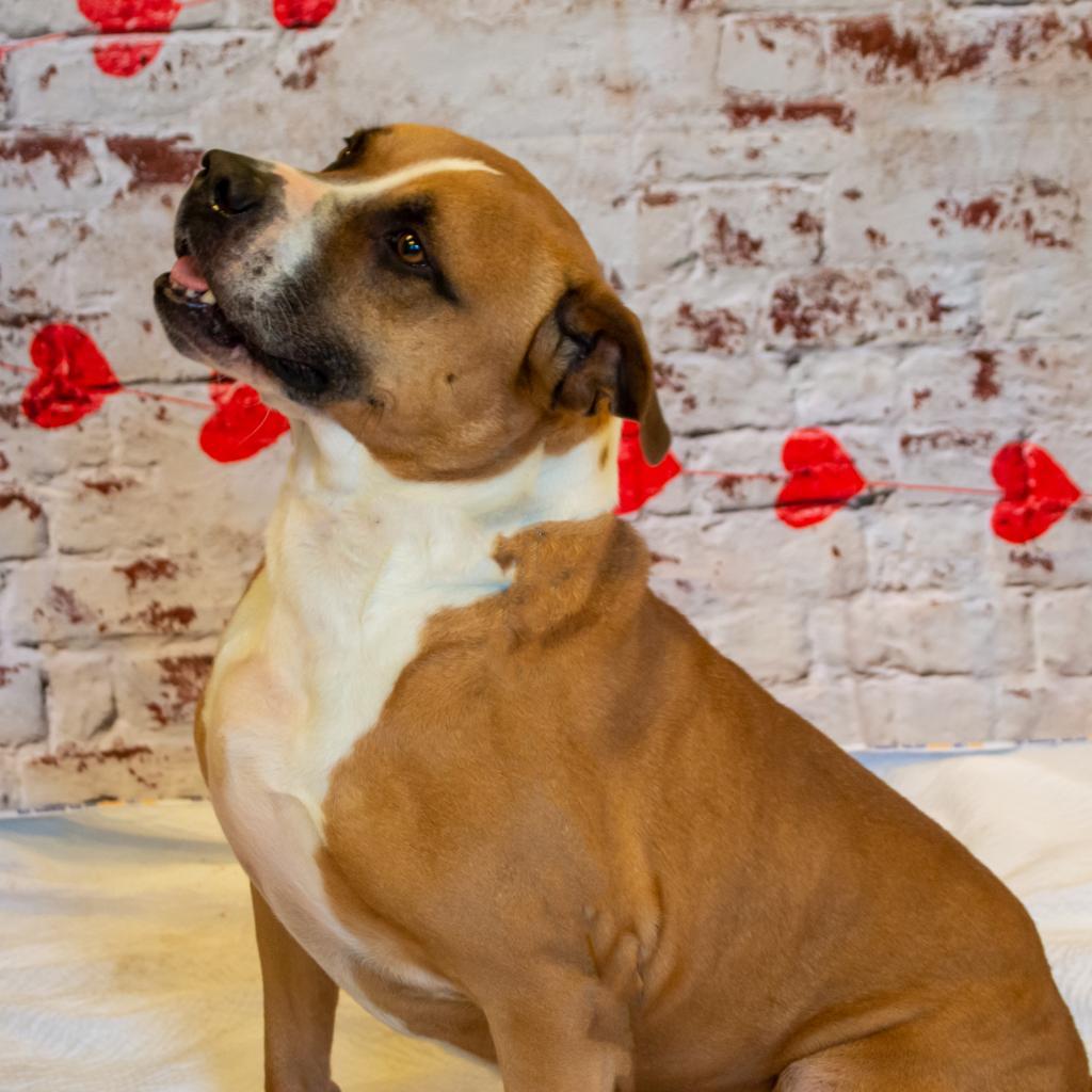 Enlarge Miller, a Adoptable Mixed Breed in Middletown, NY image 4/6