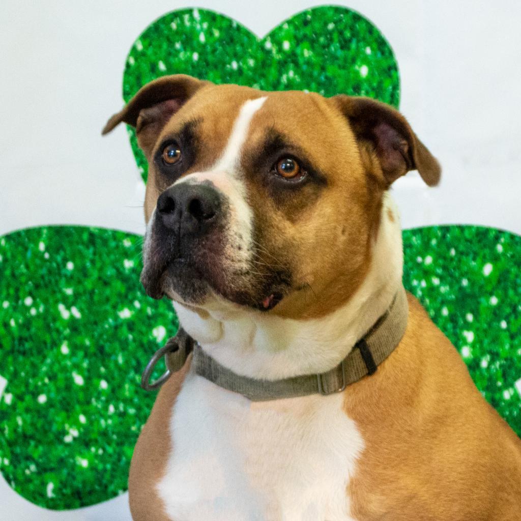 Enlarge Miller, a Adoptable Mixed Breed in Middletown, NY image 5/6