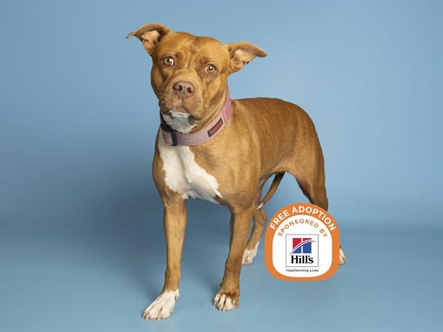 Enlarge DIAMOND, a Adoptable Pit Bull Terrier in Phoenix, AZ image 1/1