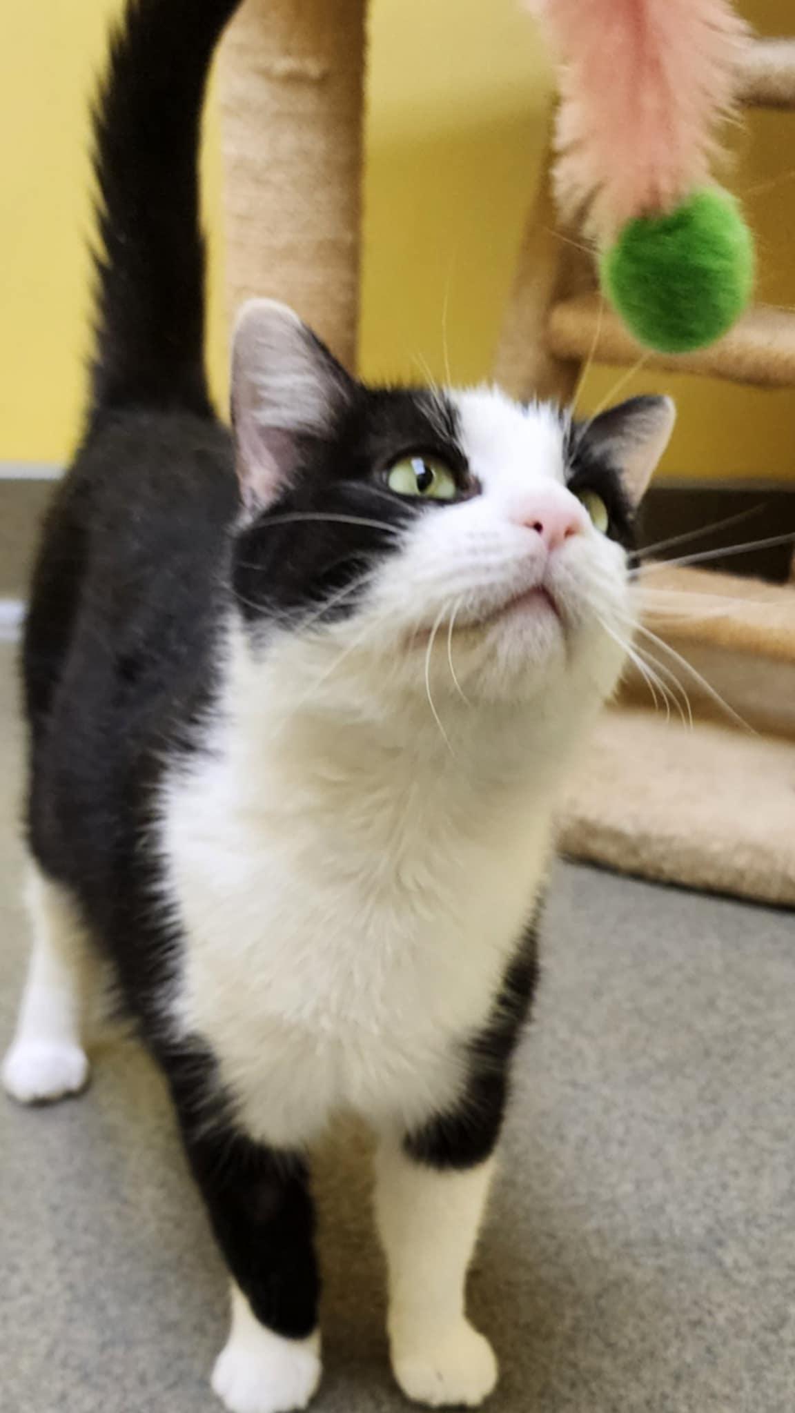 ALFIE, a ADOPTABLE Domestic Short Hair in Manassas, VA image 3/4