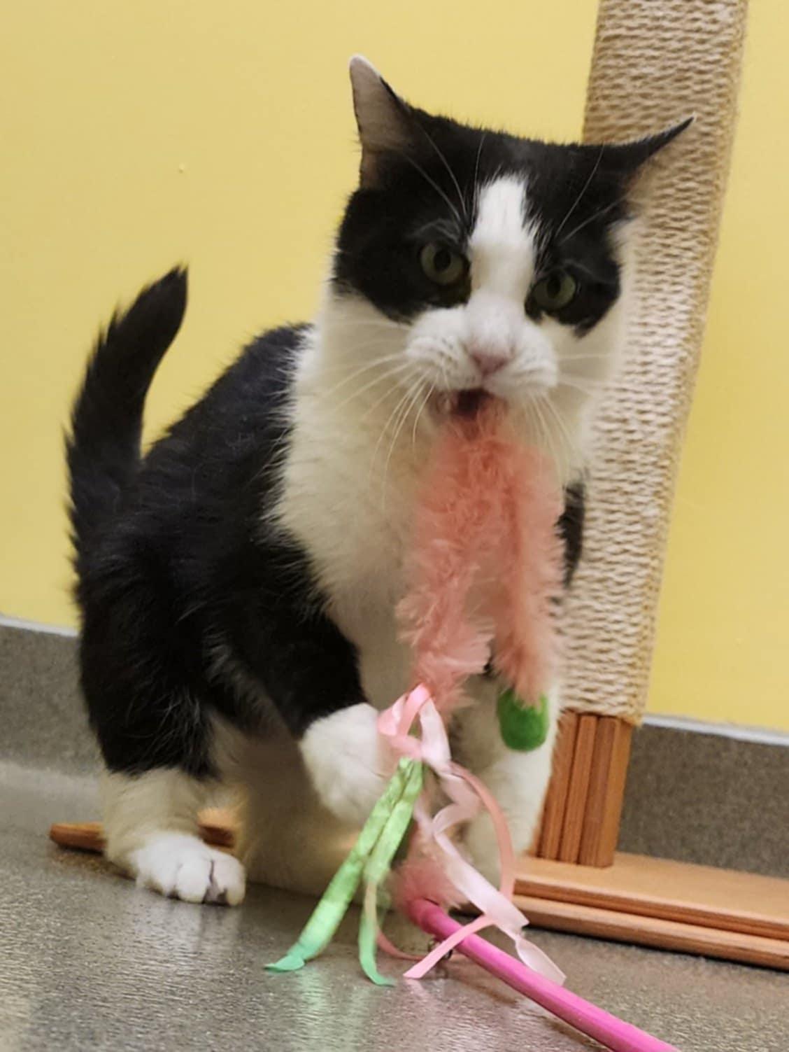 ALFIE, a ADOPTABLE Domestic Short Hair in Manassas, VA image 1/4