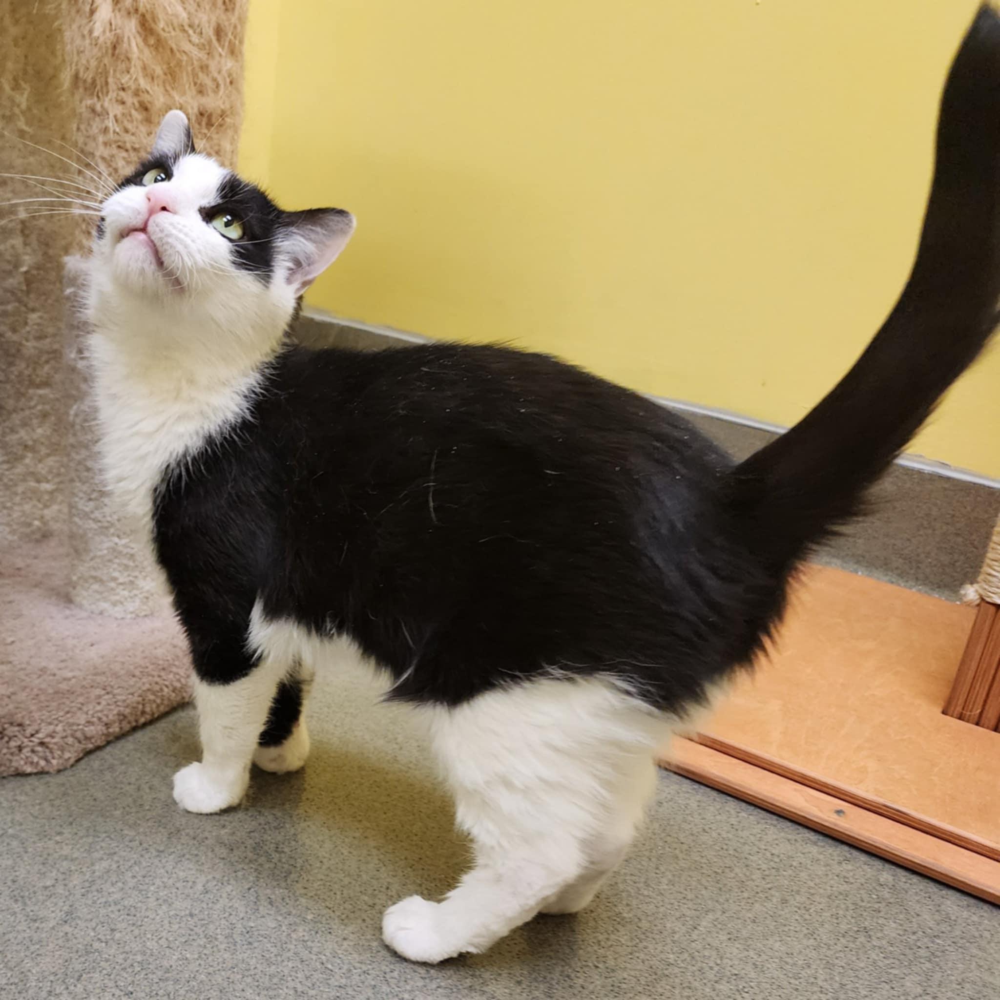 ALFIE, a ADOPTABLE Domestic Short Hair in Manassas, VA image 2/4