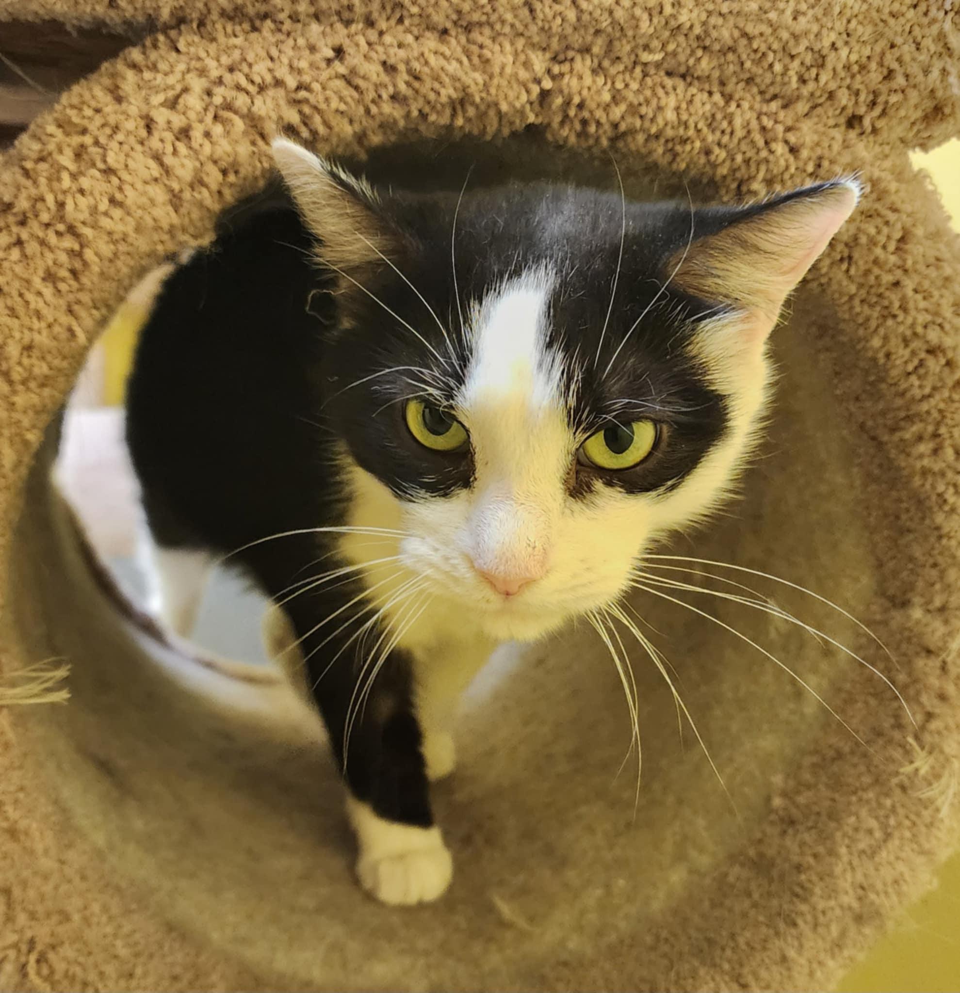 ALFIE, a ADOPTABLE Domestic Short Hair in Manassas, VA image 4/4