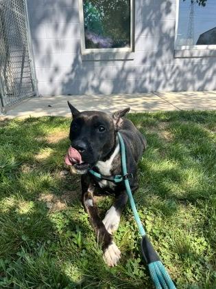 Dala, Adoptable, Adult Female Mixed Breed & Mixed Breed.