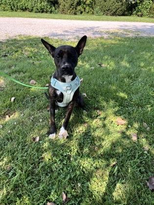 Enlarge Dala, a Adoptable mixed breed in Columbus, IN image 2/3