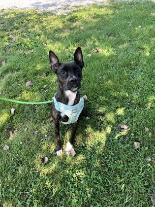 Enlarge Dala, a Adoptable mixed breed in Columbus, IN image 3/3