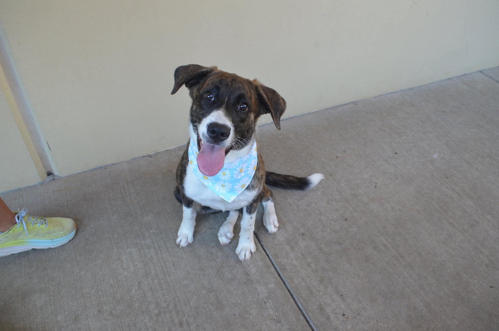 Enlarge Clipboard, a Adopted mixed breed in McKinney, TX image 2/3