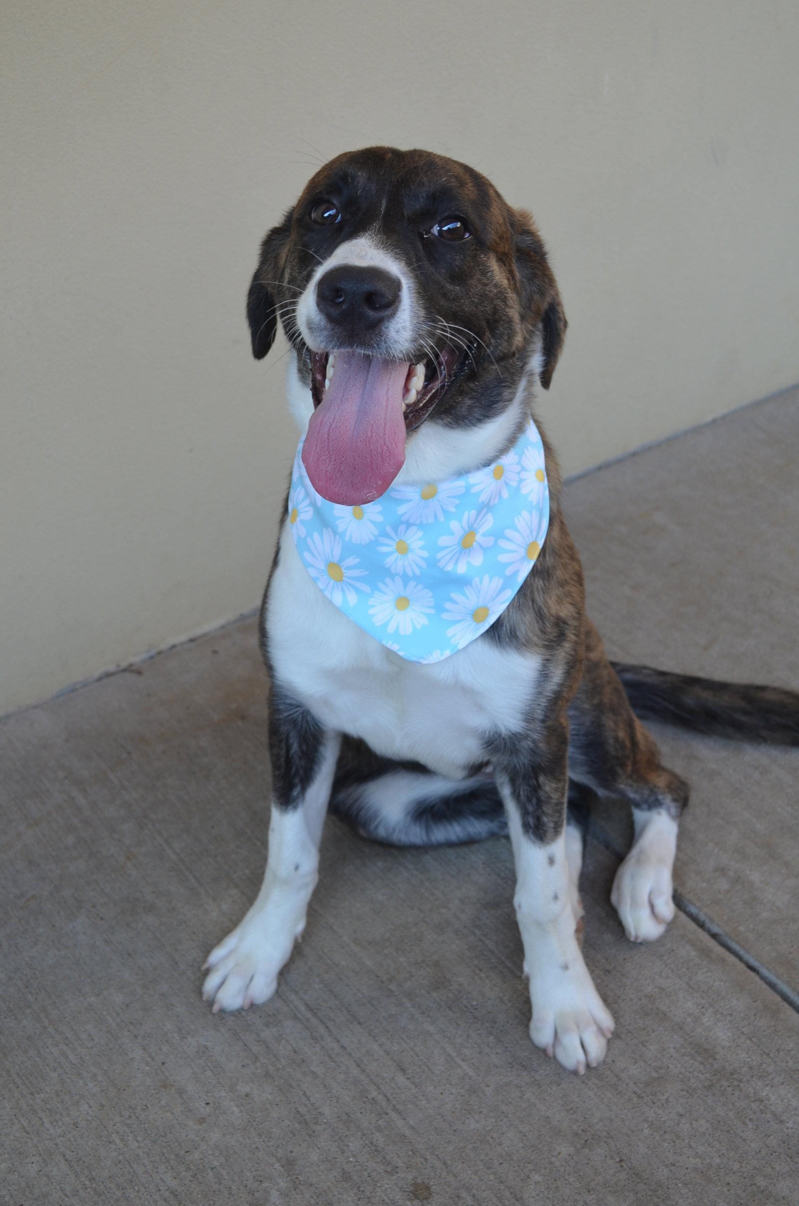 Enlarge Clipboard, a Adopted mixed breed in McKinney, TX image 3/3